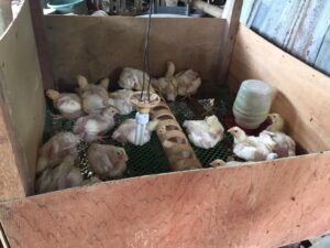 Read more about the article Adopt-a-Chick Program: Promoting Sustainable Livelihood in the Community