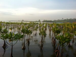Read more about the article Protecting Coastal Ecosystems through Mangrove Rehabilitation and Coastal Clean-up