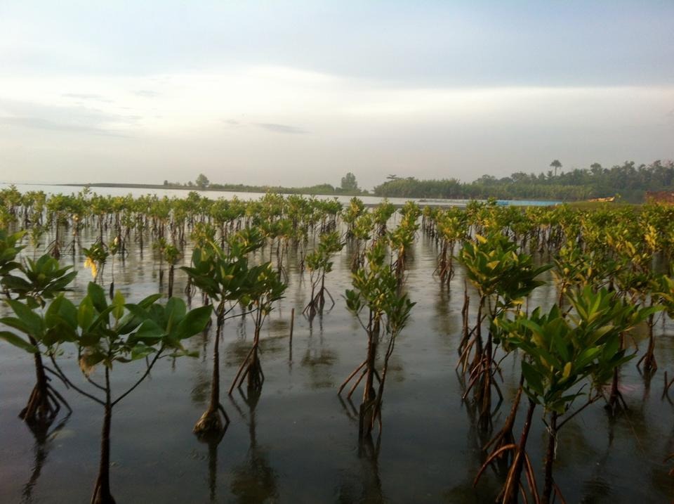 Read more about the article Protecting Coastal Ecosystems through Mangrove Rehabilitation and Coastal Clean-up